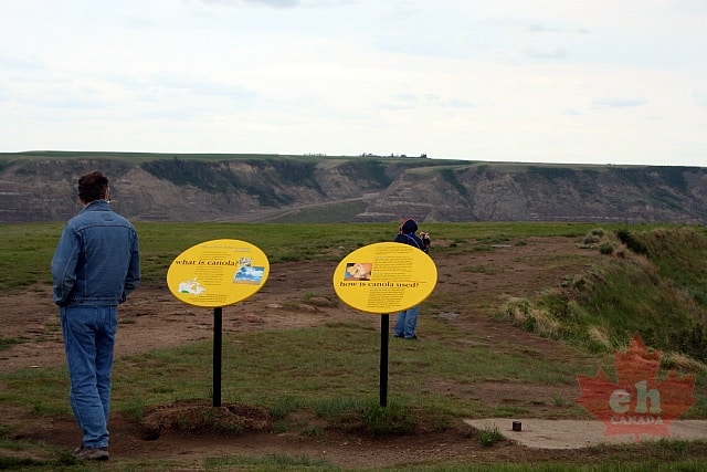 Canola