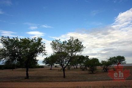 Trees
