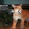 Here Kitty