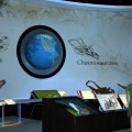 Dinosaur Displays