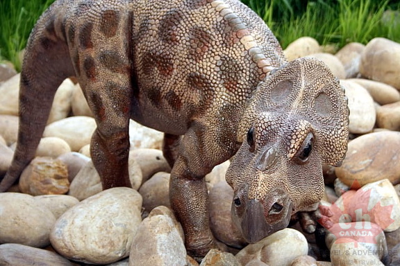 Little Dino
