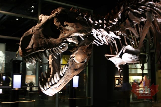 T-Rex in Midland Park
