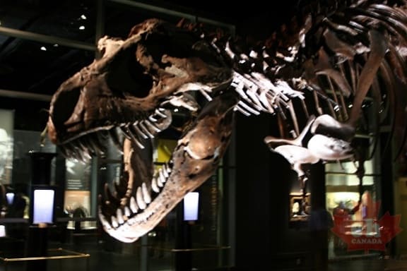 T-Rex in Midland Park