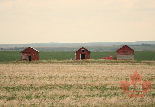 Barns in Line