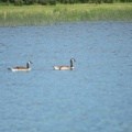 Canada Geese