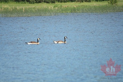 Canada Geese
