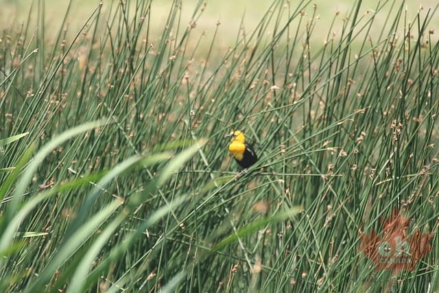 Singing in the Reeds
