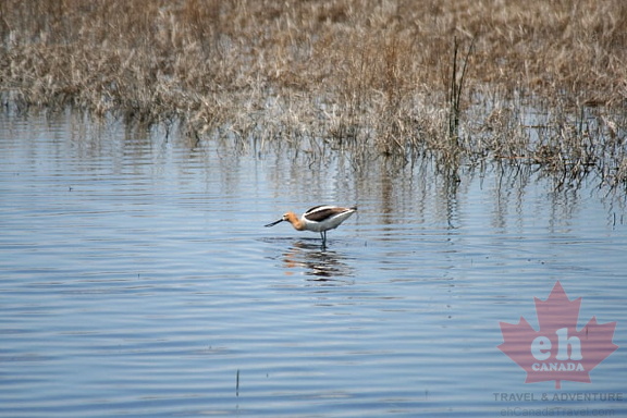 Wetland Birds