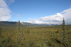 Forests and Mountains