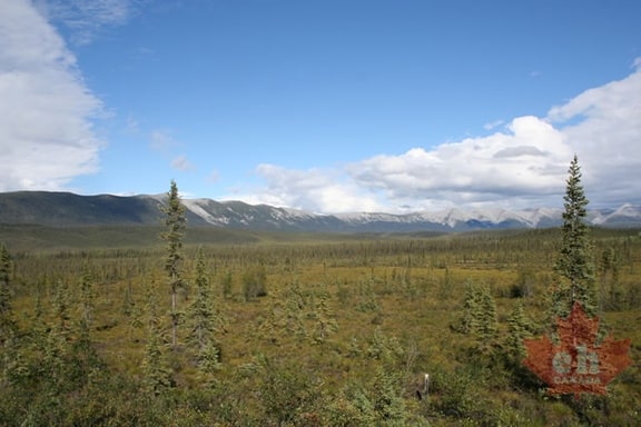 Forests and Mountains