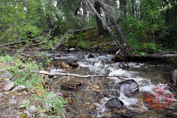 Grizzly Creek