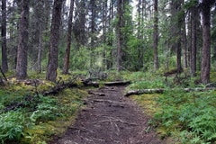 Grizzly Creek Trail in Tombstone Park trail.jpg