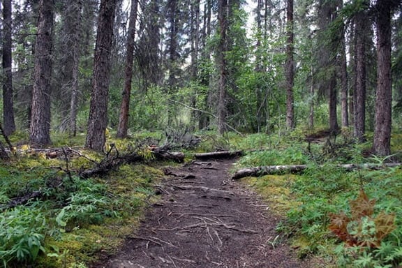 Hiking Trail