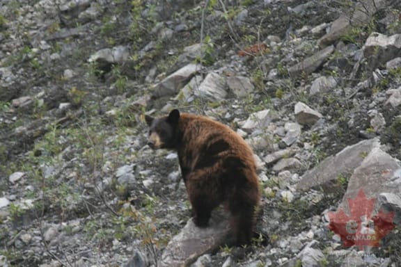 Bear Sighting