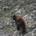 Bear Sighting