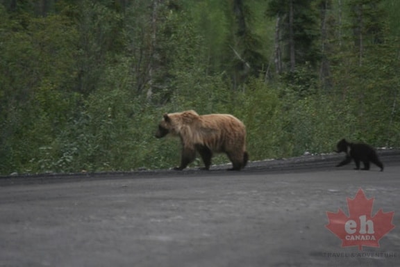 Mama and Cub