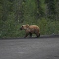 Mama and Cub