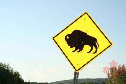 Watch for Buffalo