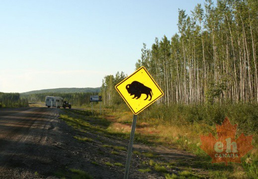 Bison Beware