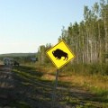Bison Beware