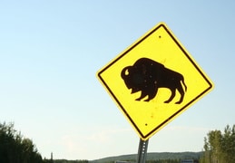 Beware of Bison (4809 visits) Watch for buffalo on highway Beware of Bison