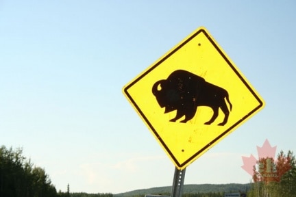 Beware of Bison
