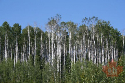 Forests