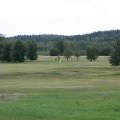 Golfing