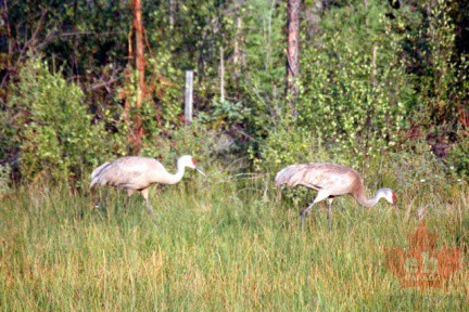 Sandhill Cranes