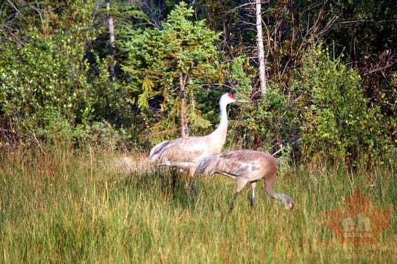 Birdwatching
