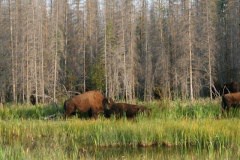 bison.jpg