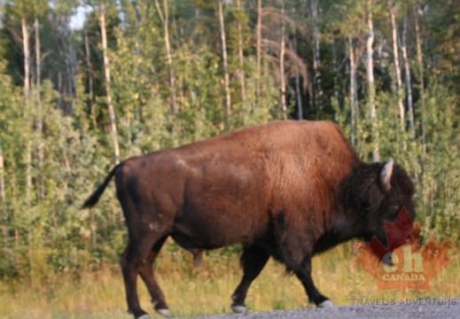 Bison Sighting