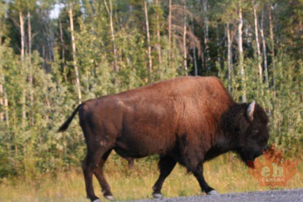 Bison Sighting