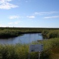 Wetland Marsh