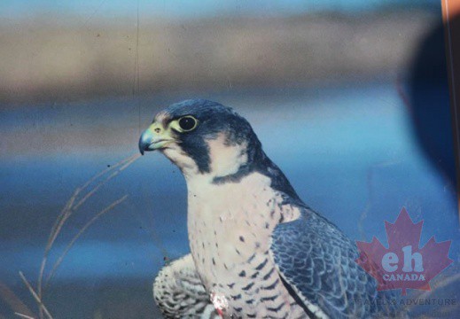 Peregrine Falcon