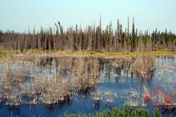 Marsh-like Shores