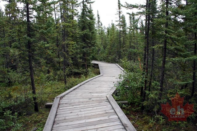 Forested Boardwalk