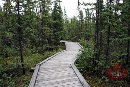 Forested Boardwalk
