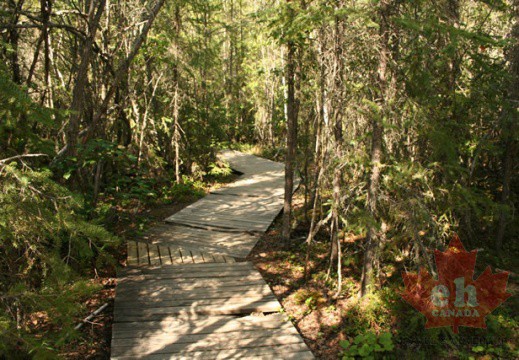 Boardwalk Trail