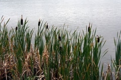 Reeds
