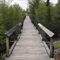 Boardwalk Bridge