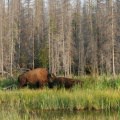 Buffalo Sighting : NWT