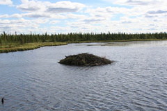 beaver-dam 001