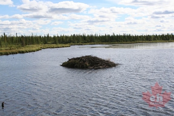beaver-dam 001