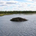 beaver-dam 001