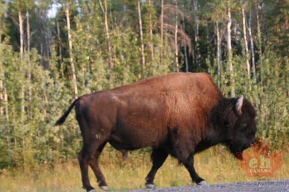 bison 1 