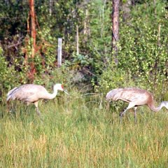 birds (10609 visits) Sandhill Cranes : Northwest Territory birds