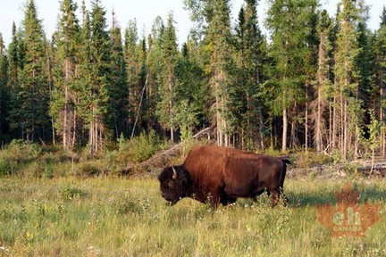 bison 3 