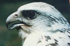 gyrfalcon.jpg