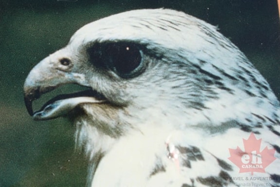 gyrfalcon